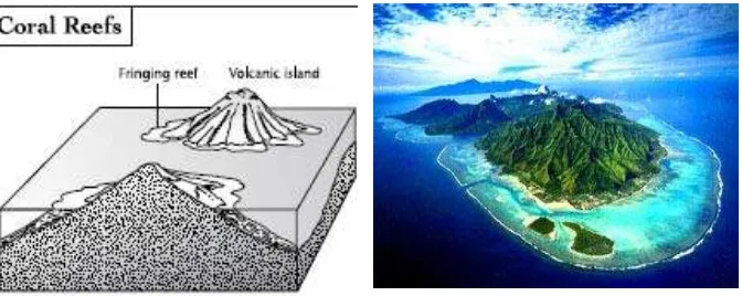 Gambar (Figure) 5. Terumbu karang tepi (Fringing reefs) 