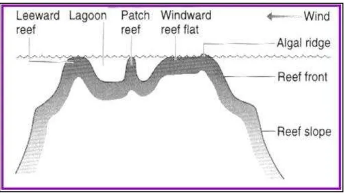 Gambar (Figure) 9. Zonasi terumbu karang (The Coral Reefs Zonation) 