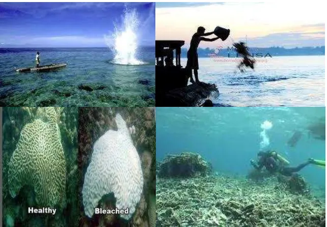 Gambar (Figure) 10. Kerusakan terumbu karang  (Coral reefs damaged by 