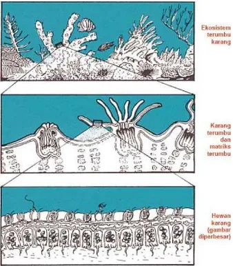 Gambar (Figure) 1. Ekosistem terumbu karang (The Coral reefs ecosystem) 