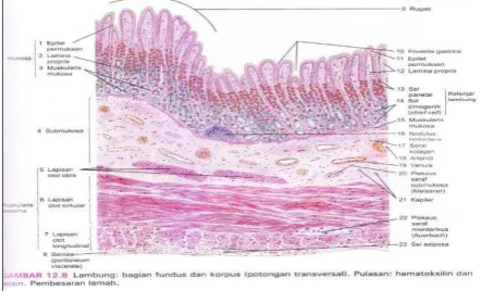 Gambar 3. Gaster dan lapisan ototnya14 
