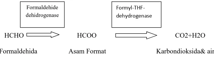 Gambar 2. Skema metabolisme formalin 