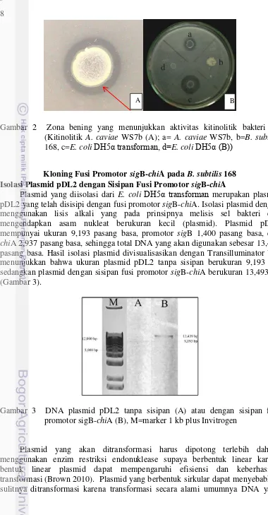 Gambar 2  Zona bening yang menunjukkan aktivitas kitinolitik bakteri uji 