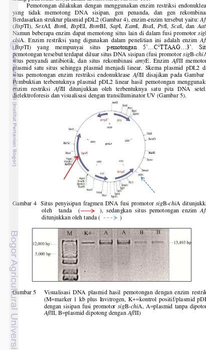 Gambar 5  Visualisasi DNA plasmid hasil pemotongan dengan enzim restriksi (M=marker 1 kb plus Invitrogen, K+=kontrol positif/plasmid pDL2 dengan sisipan fusi promotor sigB-chiA, A=plasmid tanpa dipotong AflII, B=plasmid dipotong dengan AflII)  