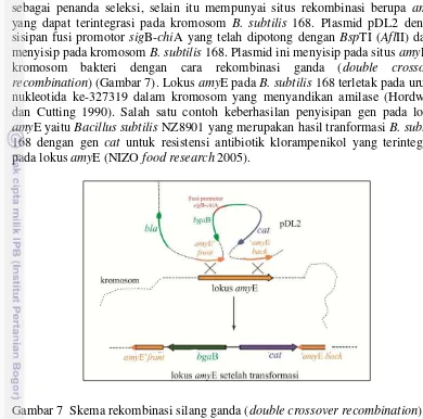 Gambar 7  Skema rekombinasi silang ganda (double crossover recombination) 