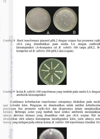 Gambar 8  Hasil transformasi plasmid pDL2 dengan sisipan fusi promotor sigB-