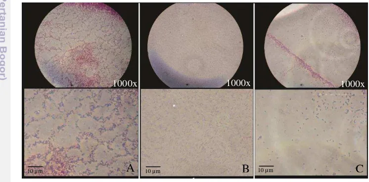 Gambar 11  Pengamatan mikroskopis dengan pewarnaan Gram (A=B. subtilis 168 