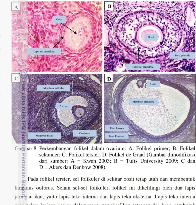 Gambar 8  Perkembangan  folikel  dalam  ovarium:  A.  Folikel  primer;  B.  Folikel  sekunder; C