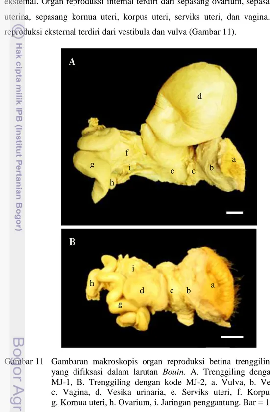 Gambar 11  Gambaran  makroskopis  organ  reproduksi  betina  trenggiling  Jawa  yang  difiksasi  dalam  larutan  Bouin