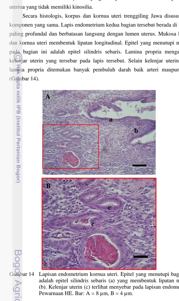 Gambar 14  Lapisan endometrium kornua uteri. Epitel yang menutupi bagian ini  adalah  epitel  silindris  sebaris  (a)  yang  membentuk  lipatan  mukosa  (b)