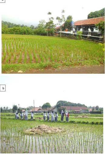 Gambar 1. a, dan b. Area Persawahan sekitar SMA N 1 Wanayasa, Pameungpeuk-