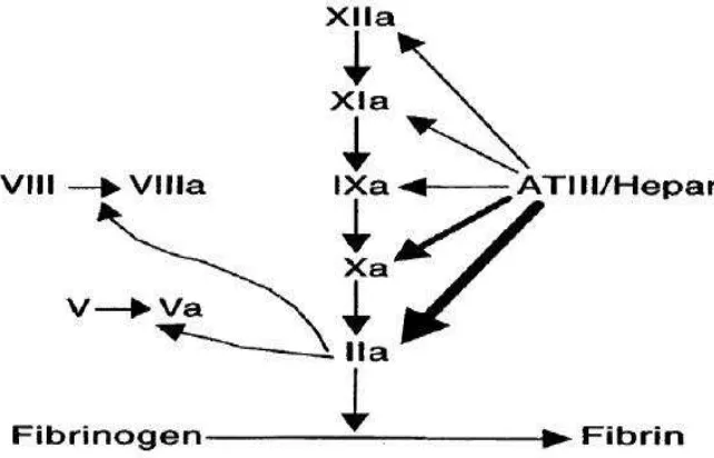 Gambar 2. Mekanisme Kerja Heparin (Hirsh J,2001;Sonia S,2001) 