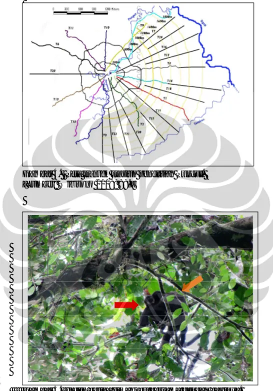 Gambar 4.  Peta transek stasiun penelitian Pungut. 