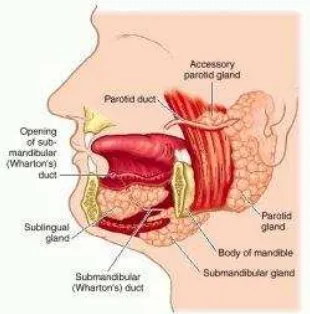 Gambar 1. Anatomi kelenjar saliva 16 