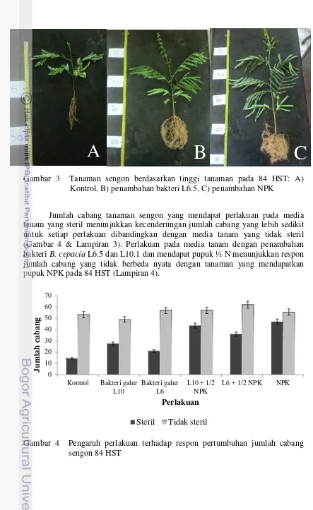 Gambar 3  Tanaman sengon berdasarkan tinggi tanaman pada 84 HST: A) 