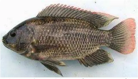 Gambar 2.1. Ikan Mujair (Orechromis mossambicusSumber : (http://adearisandi.files.wordpress.com) ) tanggal unduh 10 Juni 2014 