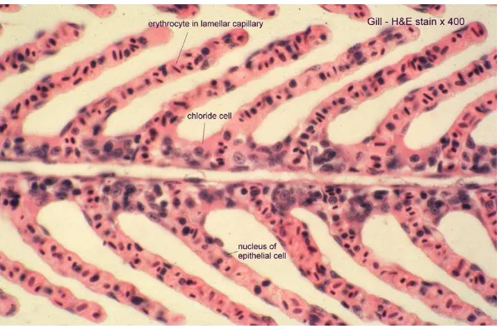 Gambar 2.2. Histologi lamela primer serta sel – sel penyusun, diantaranya sel darah merah, sel epitel, dan sel klorid (Sumber : Fish Histology dan Histopathology, 2007) 