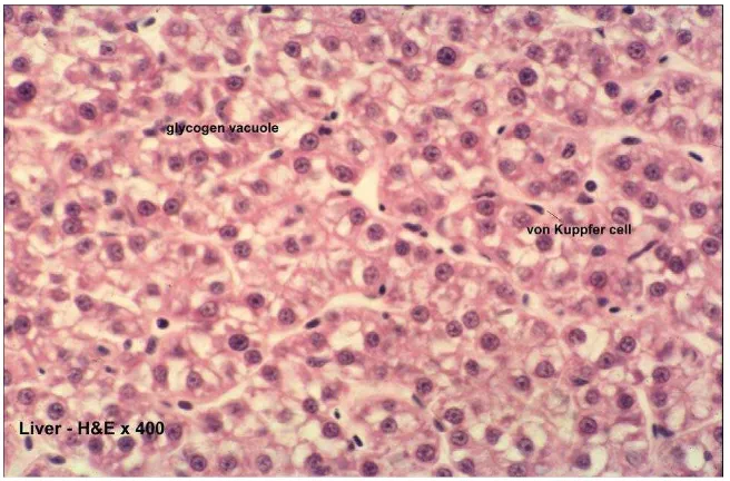 Gambar 2.3. Histologi hati ikan normal dengan pewarnaan HE (Sumber : Fish Histology dan Histopathology, 2007) 