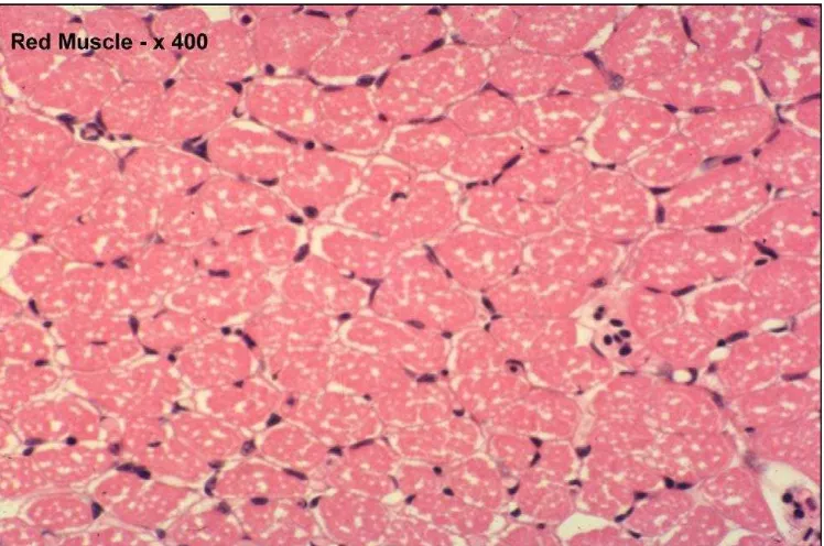 Gambar 2.4. Gambaran histologi Red Muscle atau Otot merah normal dengan pewarnaan HE (Sumber : Fish Histology dan Histopathology, 2007) 