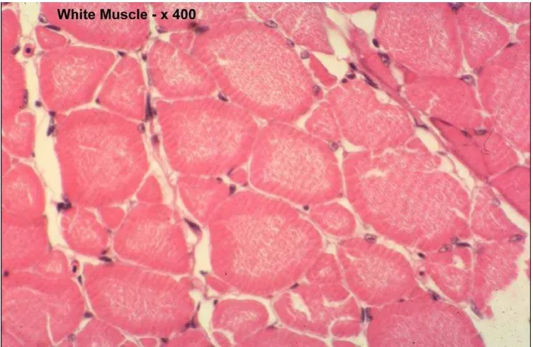 Gambar 2.5. Gambaran histologi White muscle atau otot putih dengan pewarnaan HE (Sumber : Fish Histology dan Histopathology, 2007) 