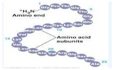 Gambar 2.10 Struktur Protein Primer 
