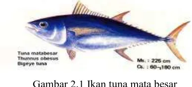Gambar 2.1 Ikan tuna mata besar 