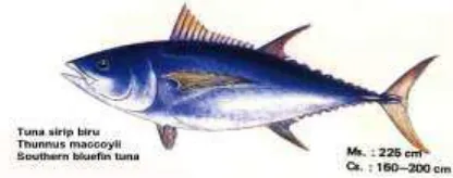 Gambar 2.3 Ikan Tuna Sirip Biru 