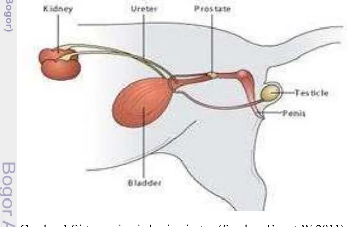 Gambar 1 Sistem urinaria kucing jantan (Sumber: Ernest W 2011) 