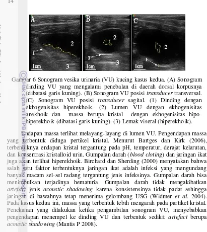 Gambar 6 Sonogram vesika urinaria (VU) kucing kasus kedua. (A) Sonogram 