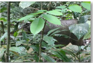 Gambar 1. Badak sumatera (Dicerorhinus sumatrensis) yang ditemukan 