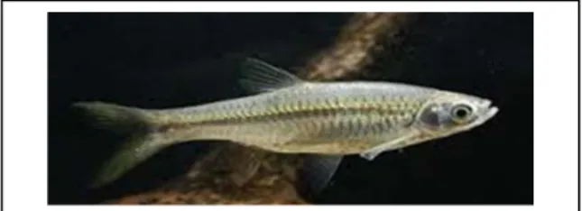 Gambar  2. Anak Ikan Nyalian 