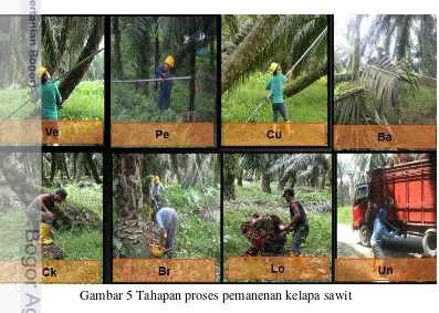 Gambar 5 Tahapan proses pemanenan kelapa sawit  