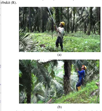 Gambar  6 Kondisi lahan : (a) lahan datar (F) (b) lahan berbukit (R) 