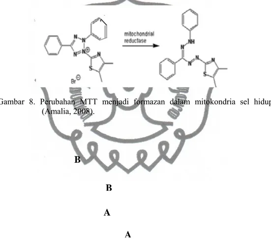 Gambar 8. Perubahan MTT menjadi formazan dalam mitokondria sel hidup  (Amalia, 2008). 