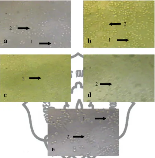 Gambar 12. Morfologi sel HeLa setelah penambahan ekstrak pada perbesaran  100x  dengan  konsentrasi  2000  µg/mL