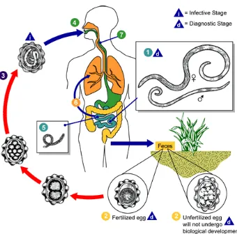 Gambar 2.1 Siklus Hidup Cacing Gelang (Ascaris lumbricoides) 