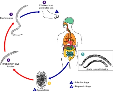 Gambar 2.3 Siklus Hidup Cacing Tambang (Hook Worm) 