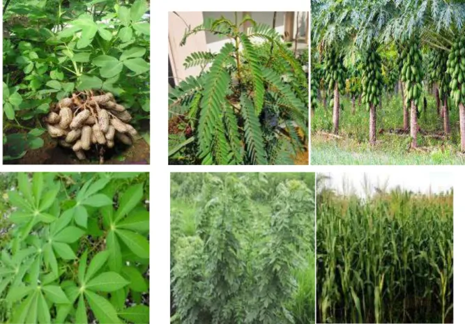 Gambar  2.    Tanaman  sumber  pakan  (  Tanaman  kacang  tanah;  tanaman  kaliandra;  tanaman  papaya,  tanaman  kalikiria;  tanaman  jagung;  tanaman  singkong) 