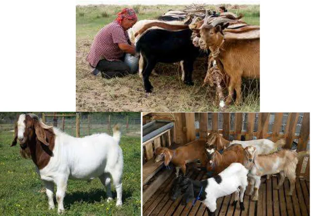 Gambar 3 : Dua jenis kambing dan pemeliharaan sistim kandang 