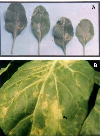 Tabel 2. Kerusakan daun kubis akibat serangan L huidobrensis 