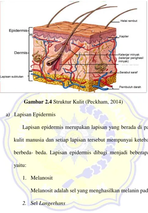 Gambar 2.4 Struktur Kulit (Peckham, 2014)  a)  Lapisan Epidermis 