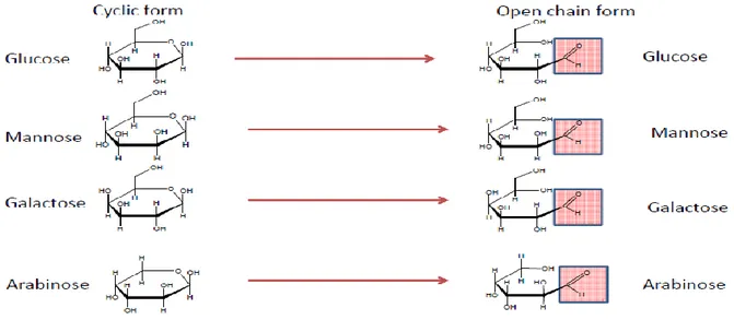 Gambar 13. Struktur berbagai jenis monosakarida dalam bentuk rantai siklis terbuka   ( Sumber: chem.ucalgary.ca)  