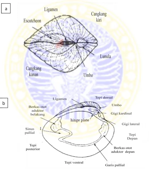 Gambar 1. Morfologi cangkang kerang air tawar: cangkang bagian luar (a); cangkang  bagian dalam (b) (Leal, tanpa tahun) 