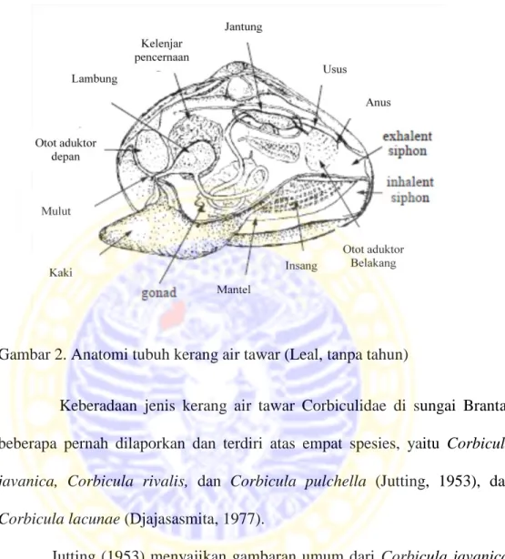 Gambar 2. Anatomi tubuh kerang air tawar (Leal, tanpa tahun)  