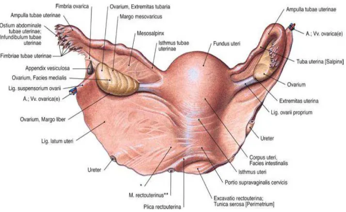 Gambar 2.1. Anatomi uterus. 