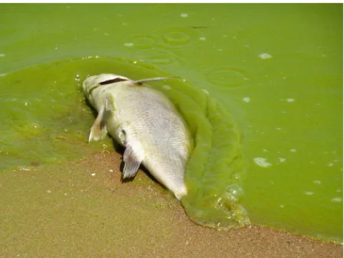 Gambar 4. pencemaran air oleh sampah plastik, Sumber: www.news.detik.com 