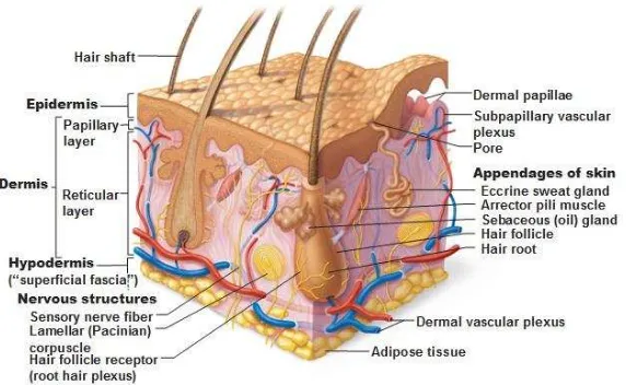 Gambar 1. Struktur lapisan kulit14