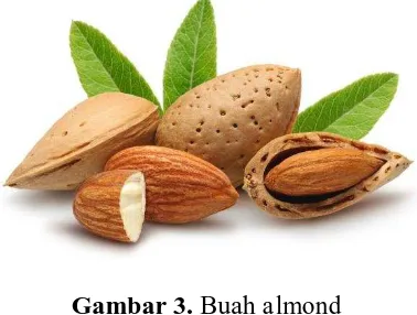 Gambar 3. Buah almond 