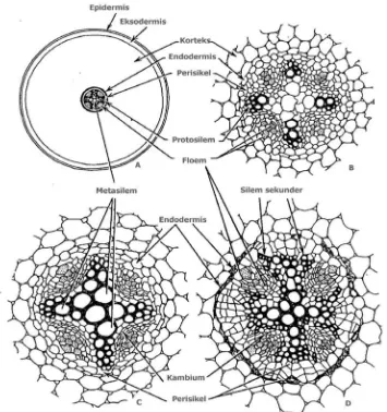 Gambar 2.  Diferensiasi jaringan pengangkut pada  akar  Ranunculus yang  gertipe tetrakh