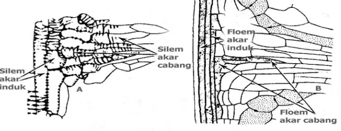 Gambar 3. Penampang membujur akar muda wortel. A, pembelahan secara periklinal pada perisikel mengawali terbentuknya primordium akar